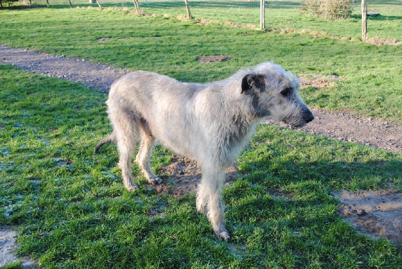 Ellboy de l'Ecurie des Briquets