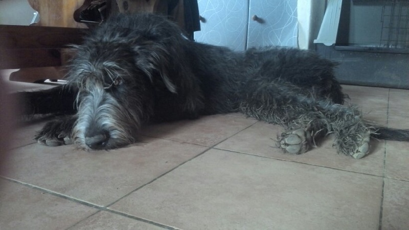 Iolani dit ioline Of Highland Wolfhound