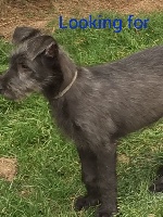 CHIOT