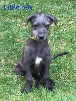 CHIOT