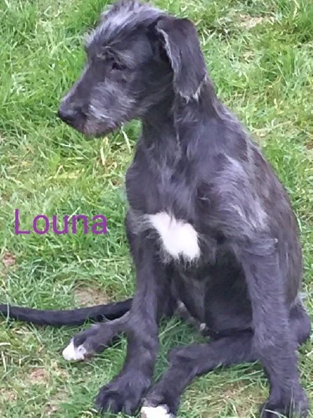 du Domaine de Loopka - Chiots disponibles - Levrier Irlandais